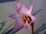 Habranthus brachyandrus